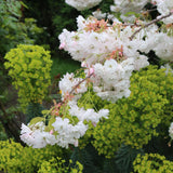 Blushing Bride Cherry Blossom Tree | Prunus 'Shogetsu' Ornamental Trees