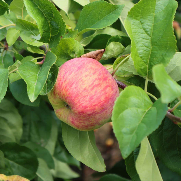 'Sunset' Apple Tree Fruit Trees