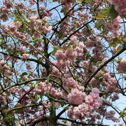 Patio Cherry Blossom Tree | Prunus 'Kiku-shidare-zakura' Ornamental Trees