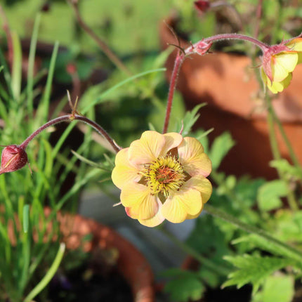 Geum 'Tequila Sunrise' Perennial Bedding