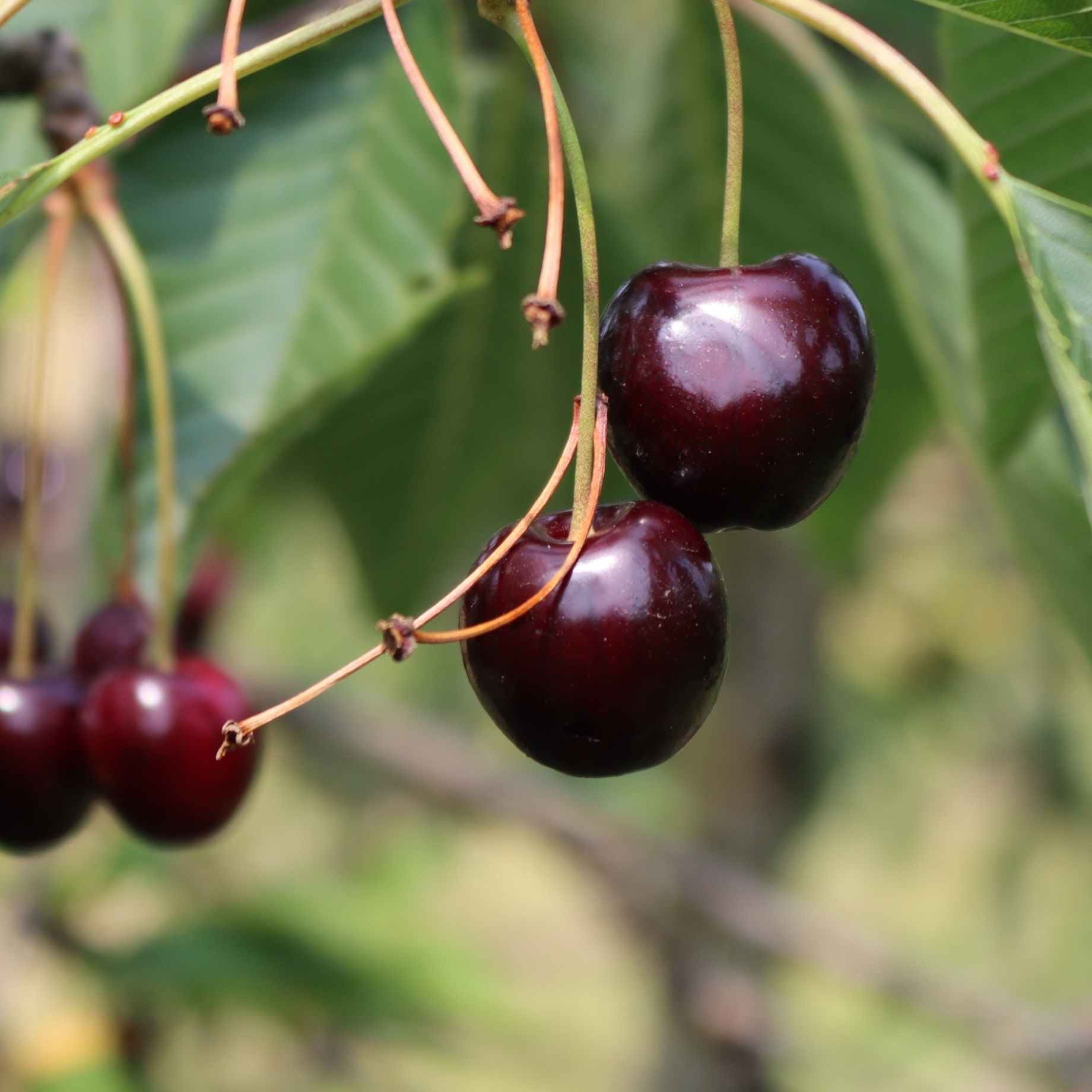 'Merchant' Cherry Tree