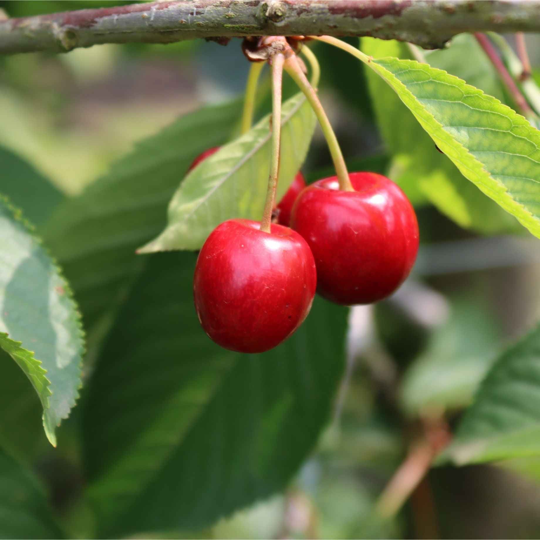 'Burlat' Cherry Tree