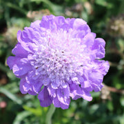 Scabiosa 'Mariposa Blue' Perennial Bedding