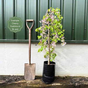 Dwarf Weeping Yoshino Cherry | Prunus yedoensis 'Ivensii' Ornamental Trees