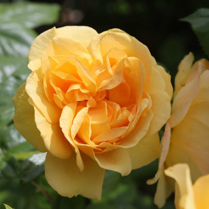 'Absolutely Fabulous' Floribunda Rose Shrubs