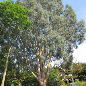 Standard Eucalyptus Tree | Eucalyptus gunnii