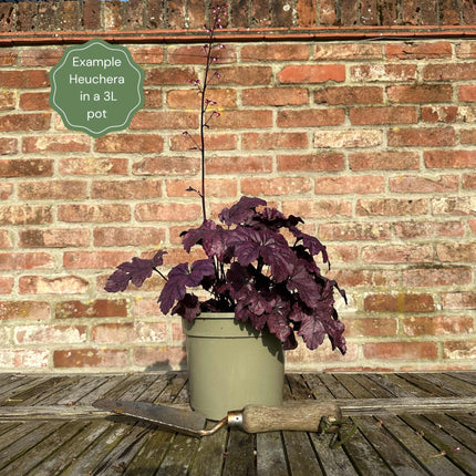 Heucherella 'Red Rover' Perennial Bedding