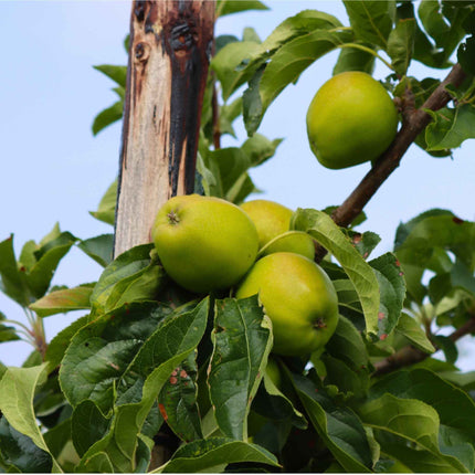 'Grenadier' Apple Tree Fruit Trees