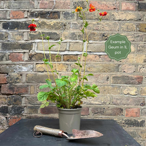 Geum 'Mrs Bradshaw' Perennial Bedding