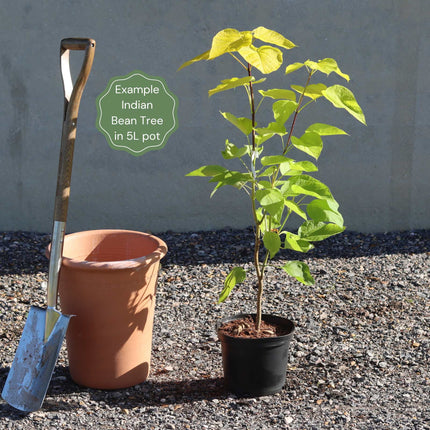 Indian Bean Tree | Catalpa bignonioides 'Aurea' Ornamental Trees