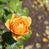 'Palace Fleur' Patio Shrub Rose Shrubs