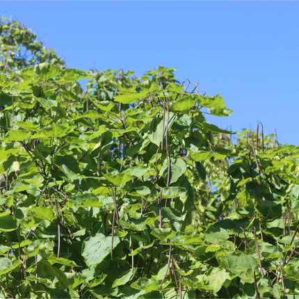 Indian Bean Tree | Catalpa bignonioides 'Aurea' Ornamental Trees