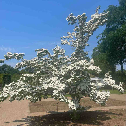 'Nicole' Japanese Dogwood Tree | Cornus kousa Ornamental Trees