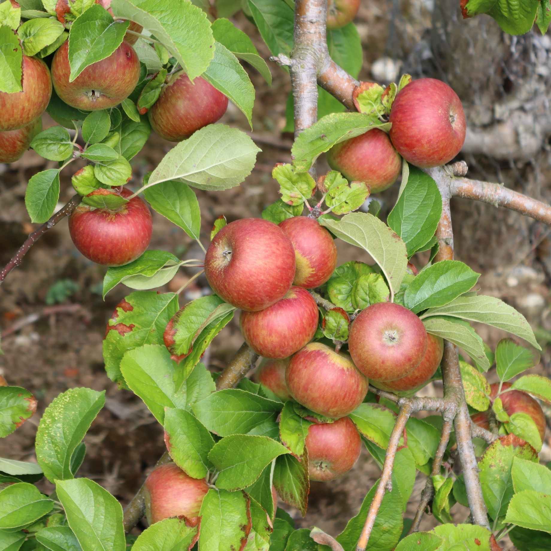 'Rubinette' Apple Tree