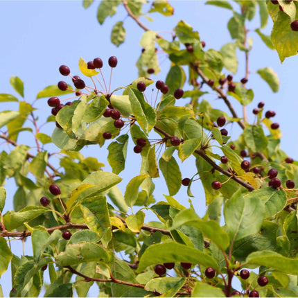 'Royalty' Crabapple Tree Ornamental Trees