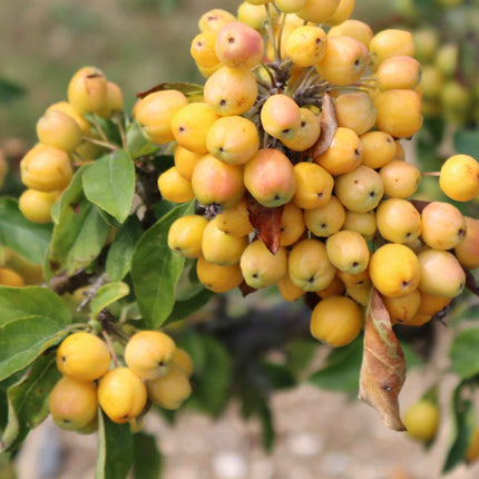 'Golden Hornet' Crabapple Tree Ornamental Trees