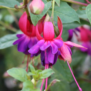 Fuchsia 'Bella Sarah' Perennial Bedding