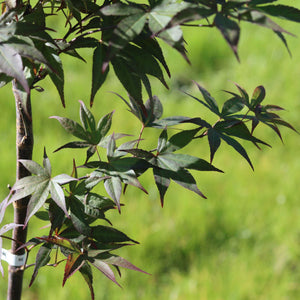 Red Japanese Maple Tree | Acer palmatum 'Red Emperor' Ornamental Trees