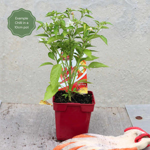 Chilli Pepper 'Habanero Paper Lantern' Plant Vegetables