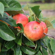 'Elstar' Apple Tree Fruit Trees