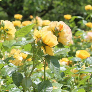 'Absolutely Fabulous' Floribunda Rose Shrubs