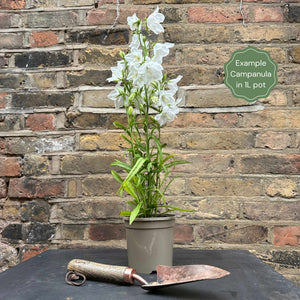 Campanula 'Takion Blue' Perennial Bedding