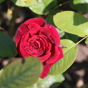 'Dwarf Fairy' Patio Shrub Rose Shrubs