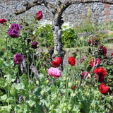 Mixed Poppy Collection | Papaver Orientalis Perennial Bedding