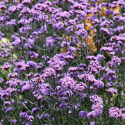 Verbena bonariensis Perennial Bedding