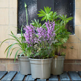 Pink & Purple Perennial Plants Collection | Flower, Foliage and Height Perennial Bedding