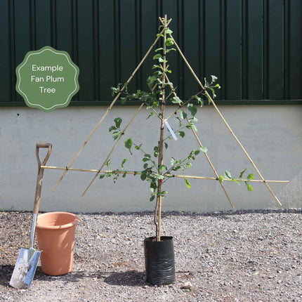 Fan-Trained Plum Tree Trained Fruit Trees