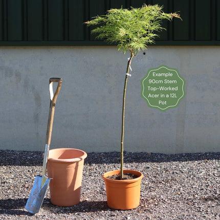 Japanese Maple Tree | Acer palmatum dissectum 'Flavescens' Ornamental Trees