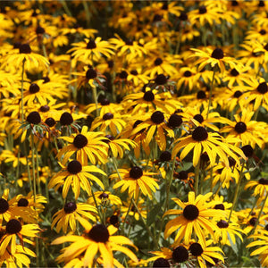 Rudbeckia 'Little Gold Star' Perennial Bedding