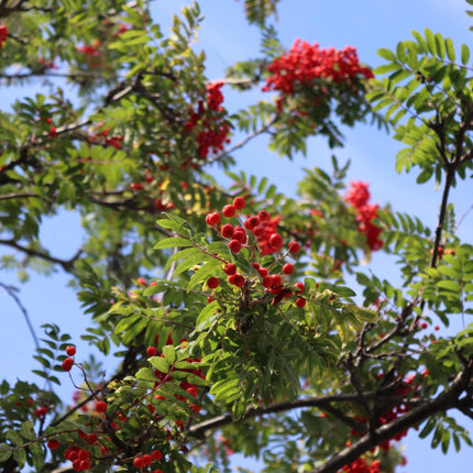 Mountain Ash Rowan Tree | Sorbus arnoldiana 'Apricot Queen' Ornamental Trees