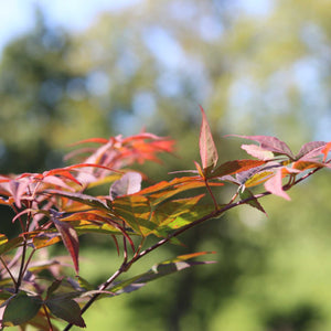 Red Japanese Maple Tree | Acer palmatum 'Red Emperor' Ornamental Trees