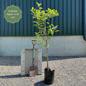 'Bountiful' Apple Tree Fruit Trees