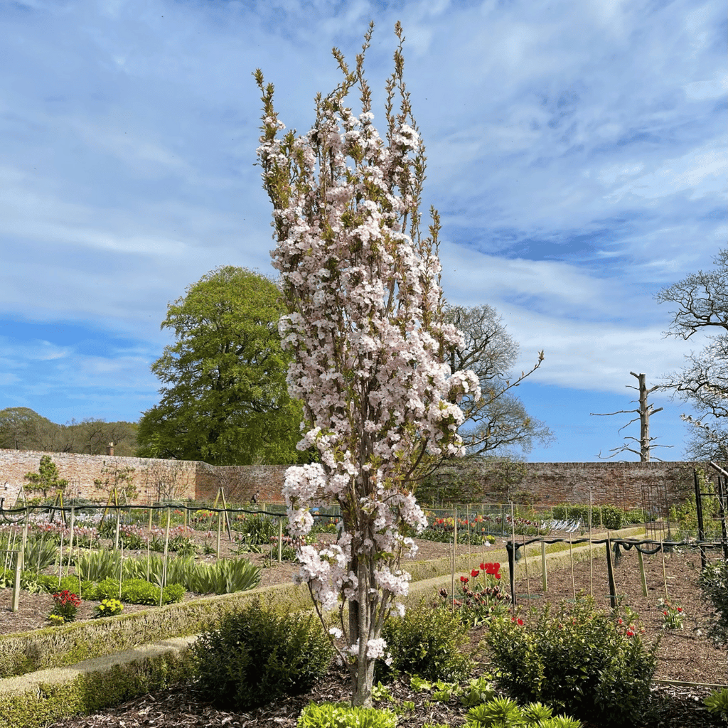 Flagpole cherry deals blossom