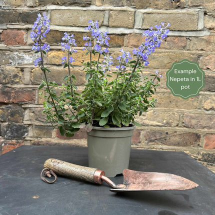 Catmint 'Purrsian Blue' | Nepeta Perennial Bedding