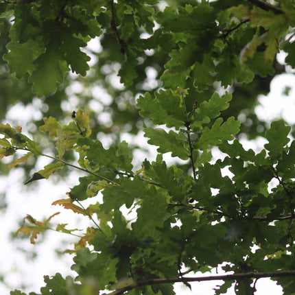 English Oak Tree | Quercus Robur Ornamental Trees