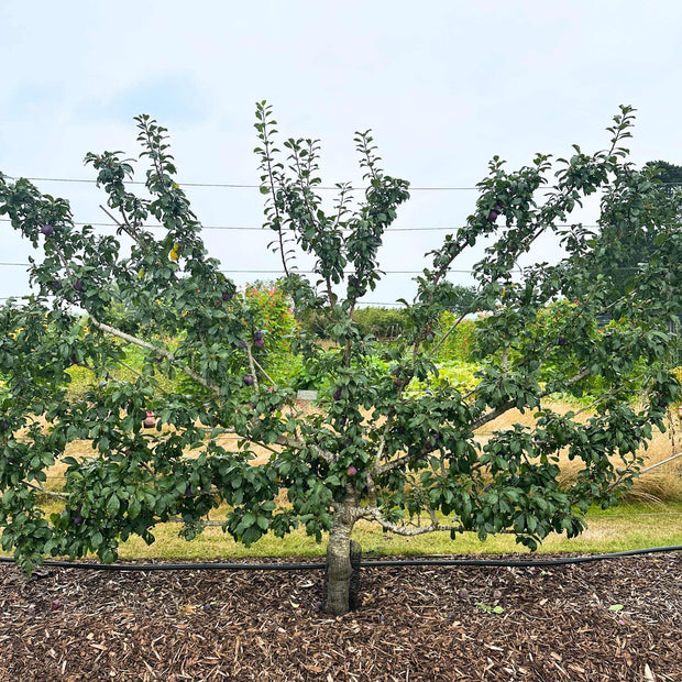 Fan-Trained Plum Tree Trained Fruit Trees