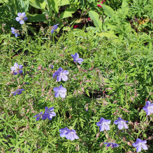 Geranium 'Rozanne' Perennial Bedding