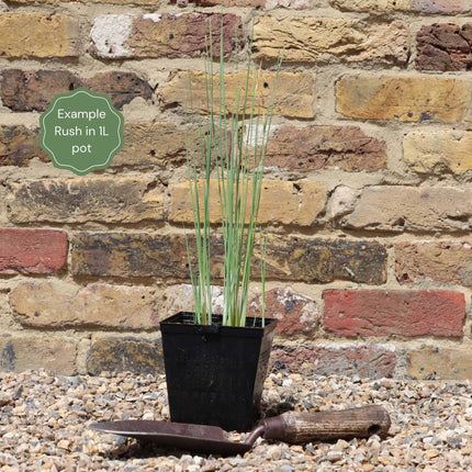 Lesser Bulrush | Typha angustifolia Pond Plants