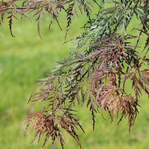 Japanese Maple Tree | Acer palmatum dissectum 'Tamukeyama' Ornamental Trees