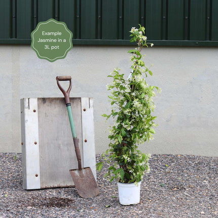 Asiatic Jasmine | Trachelospermum asiaticum 'Bella' Climbing Plants