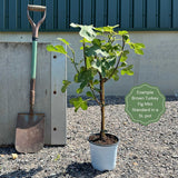 Half-Standard Fig Tree Trained Fruit Trees