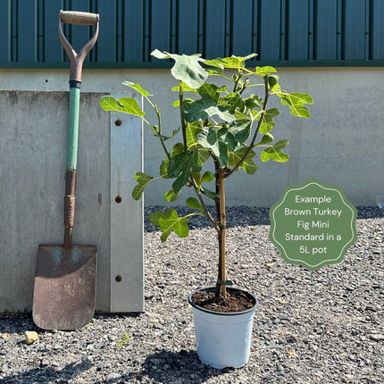 Half-Standard Fig Tree Trained Fruit Trees