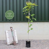 'Viper' Acer Tree | Acer davidii | Snake Bark Maple Ornamental Trees
