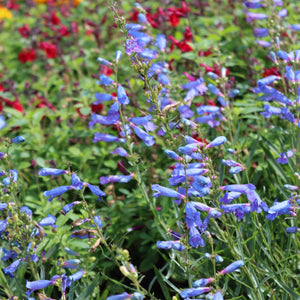 Penstemon 'Electric Blue' Perennial Bedding