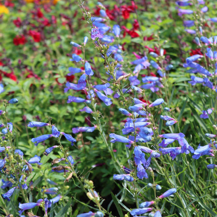 Penstemon 'Electric Blue' Perennial Bedding