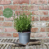 Lavender 'BeeZee White' Perennial Bedding